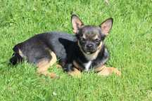 Chihuahua piesek
