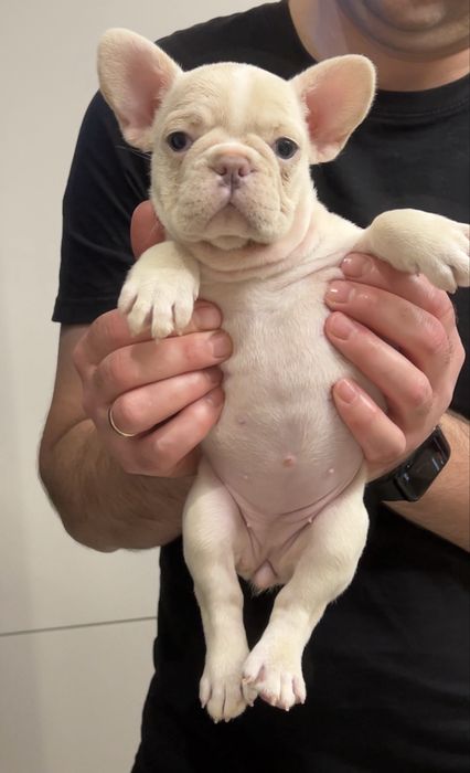 Дівчинка кремова Француз