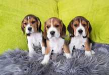 Beagle ZKWP FCI po Championie