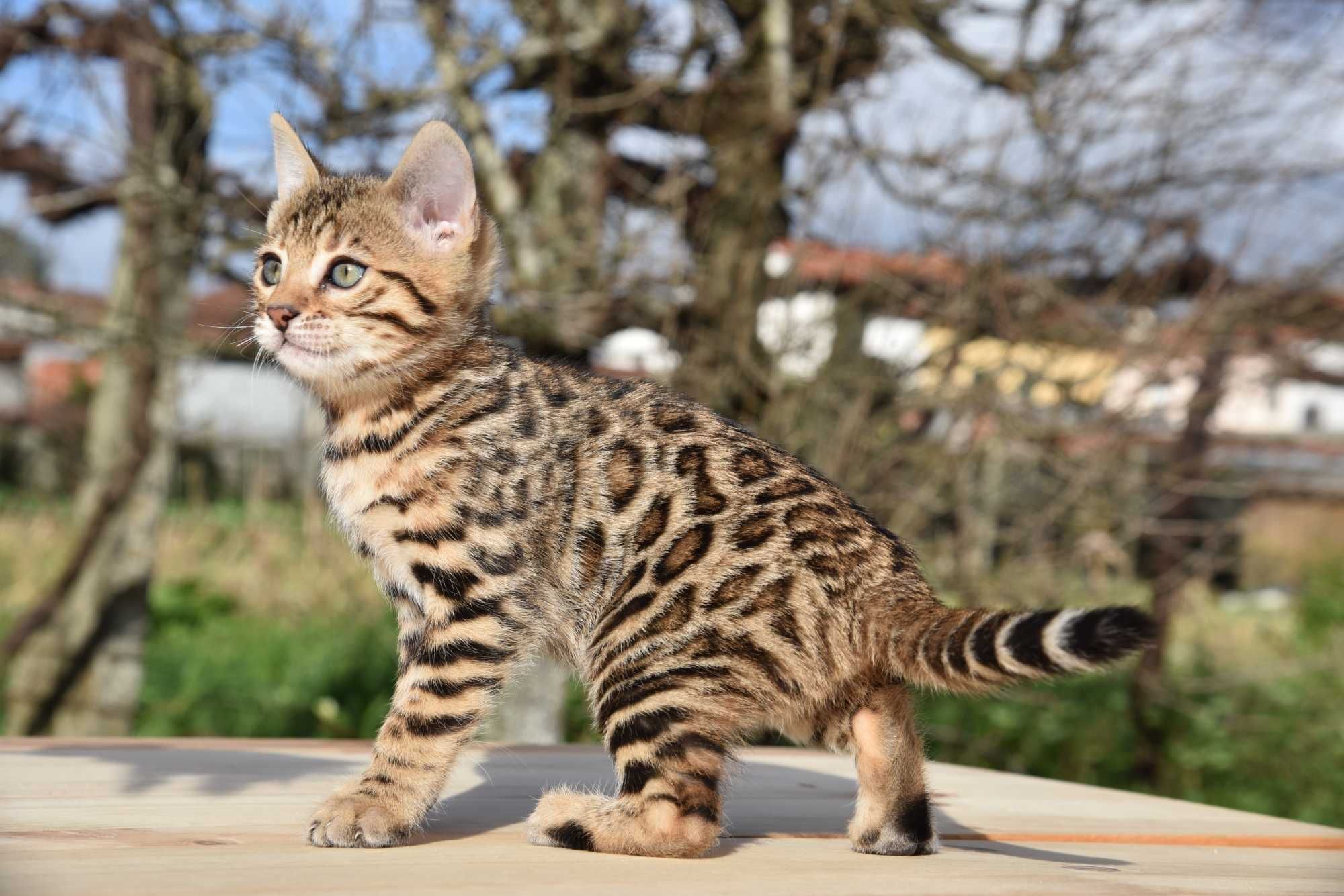 Gatinho Bengal d’Arques