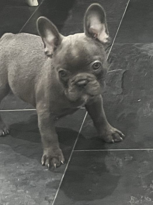 Buldog francuski piesek blue