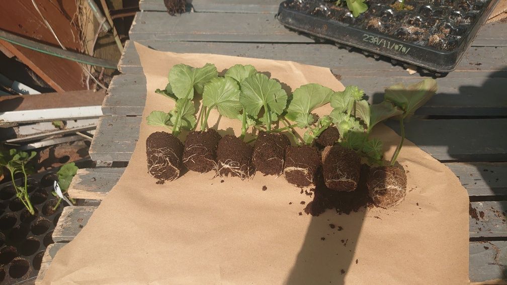 Пеларгонія каліопа зональна напівзвисаюча