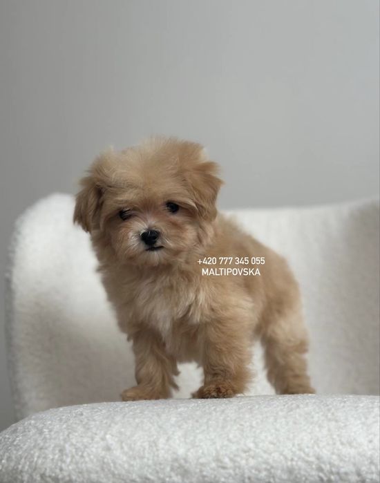 Очаровательные детки мальтипу ф1 и ф2