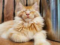 Maine Coon SHK WCF