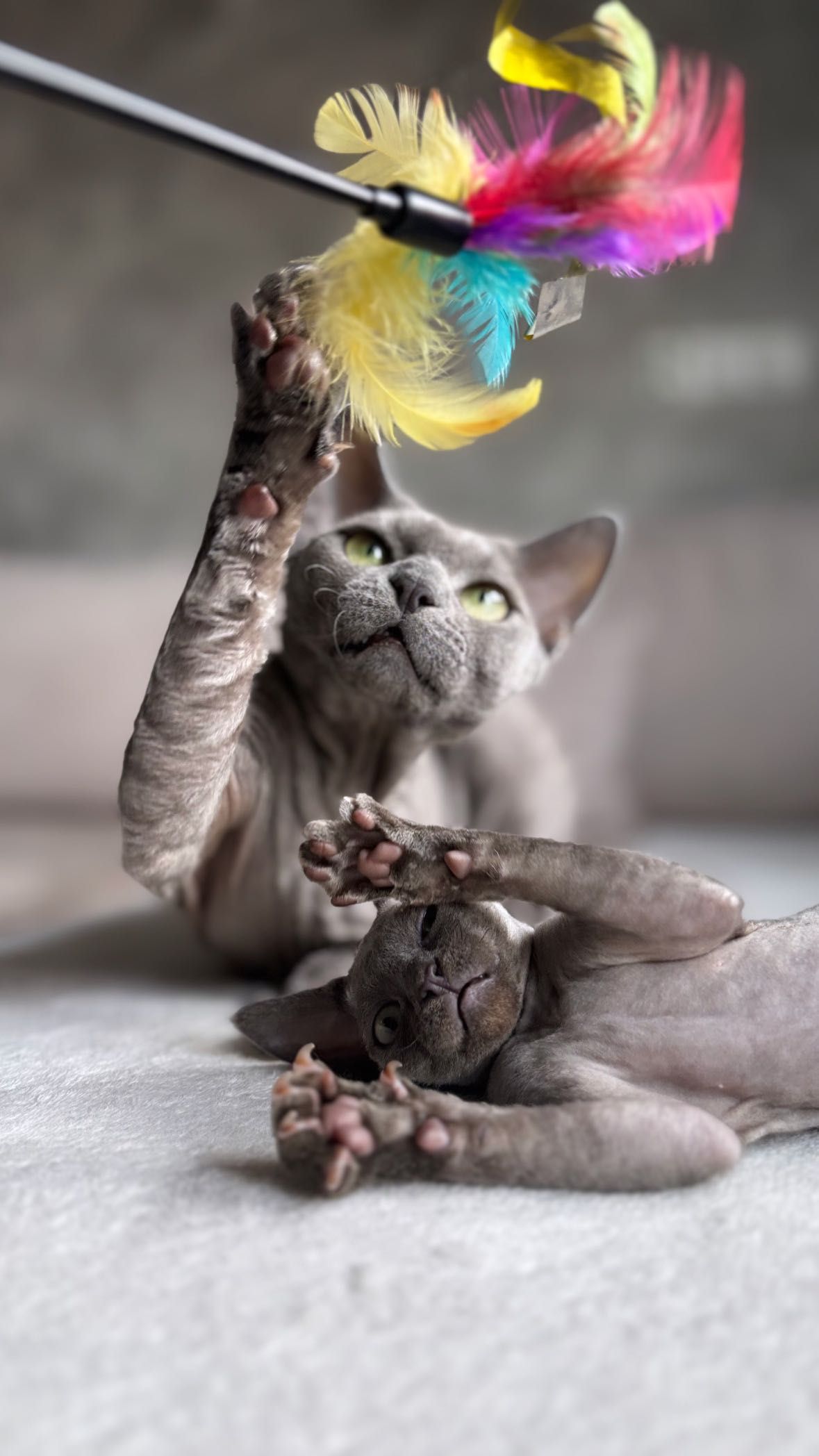 Deborah Devon rex