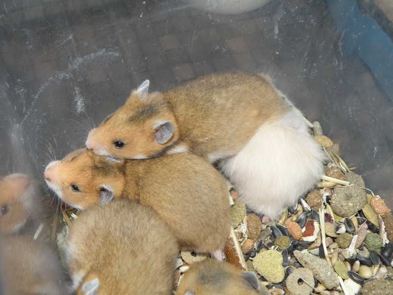 Chomiki syryjskie z 10.11.2025r - Wrocław