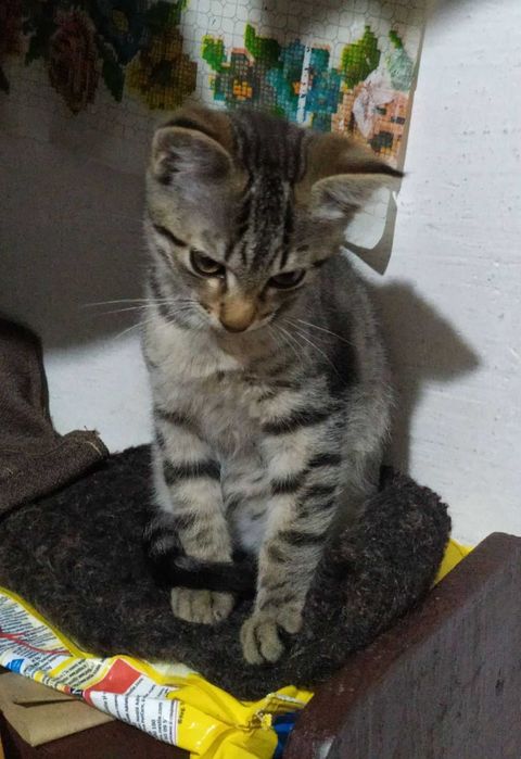 Смугасті гарнючі кошенята в добрі руки. Котята безкоштовно