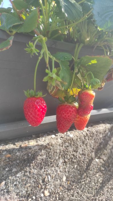 Morangueiros( Gigante, Branco, Silvestre, San Andreas, etc..)