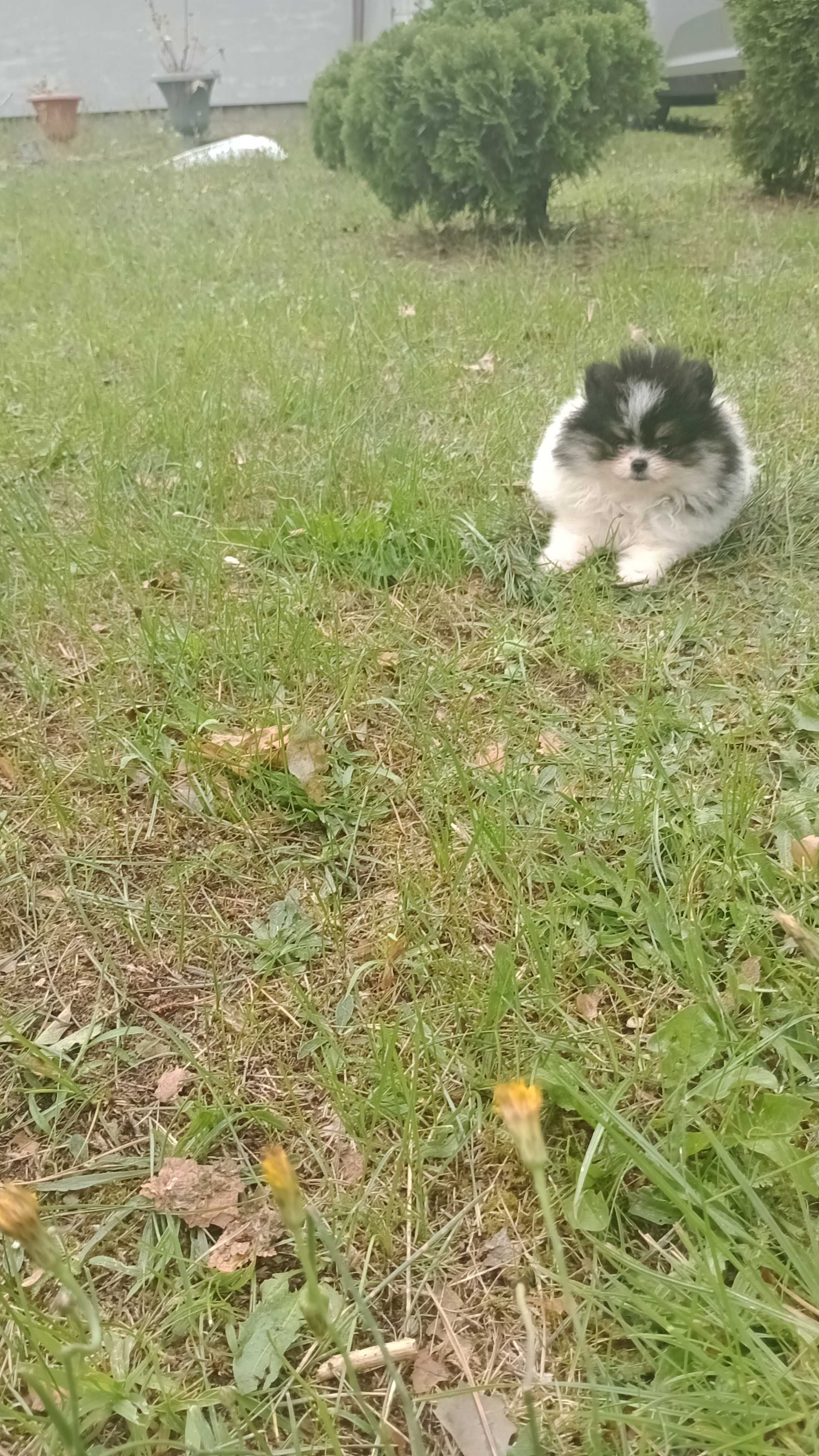 Chłopak Szpica Pomeraniana