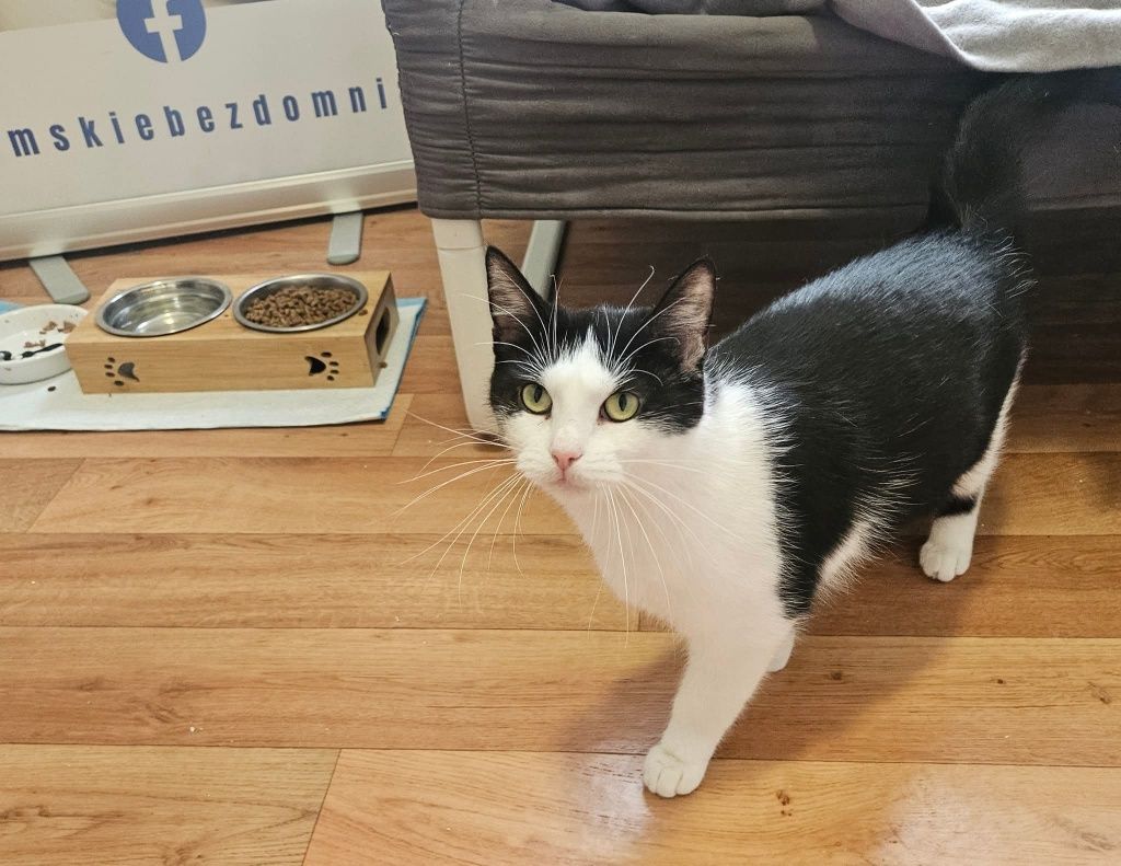 Kotka do adopcji,  kot, kotek, cudowna