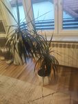 Sprzedam Dracena 1,55 m