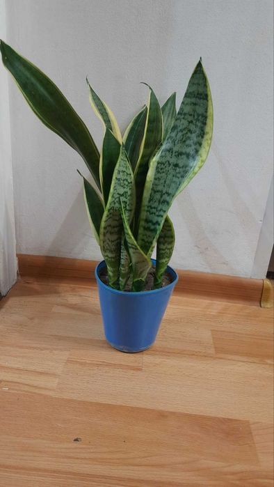 сансевиерия  обмен