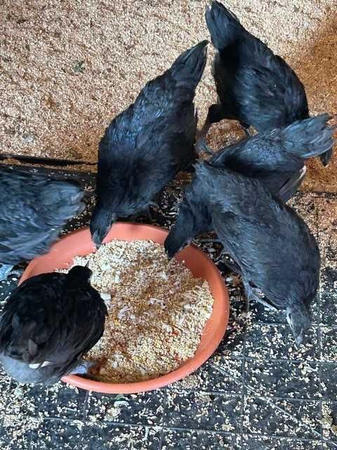 Продам підрощених курчат