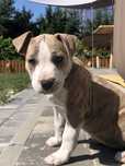 American Pitbull Terrier Suczka
