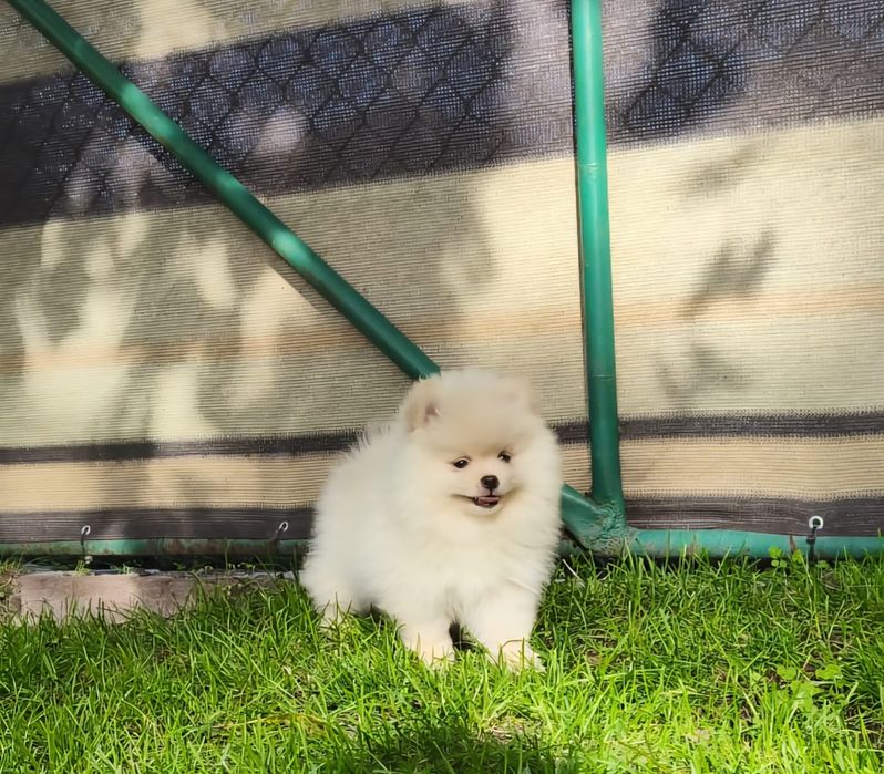 Szpic miniaturowy pomeranian