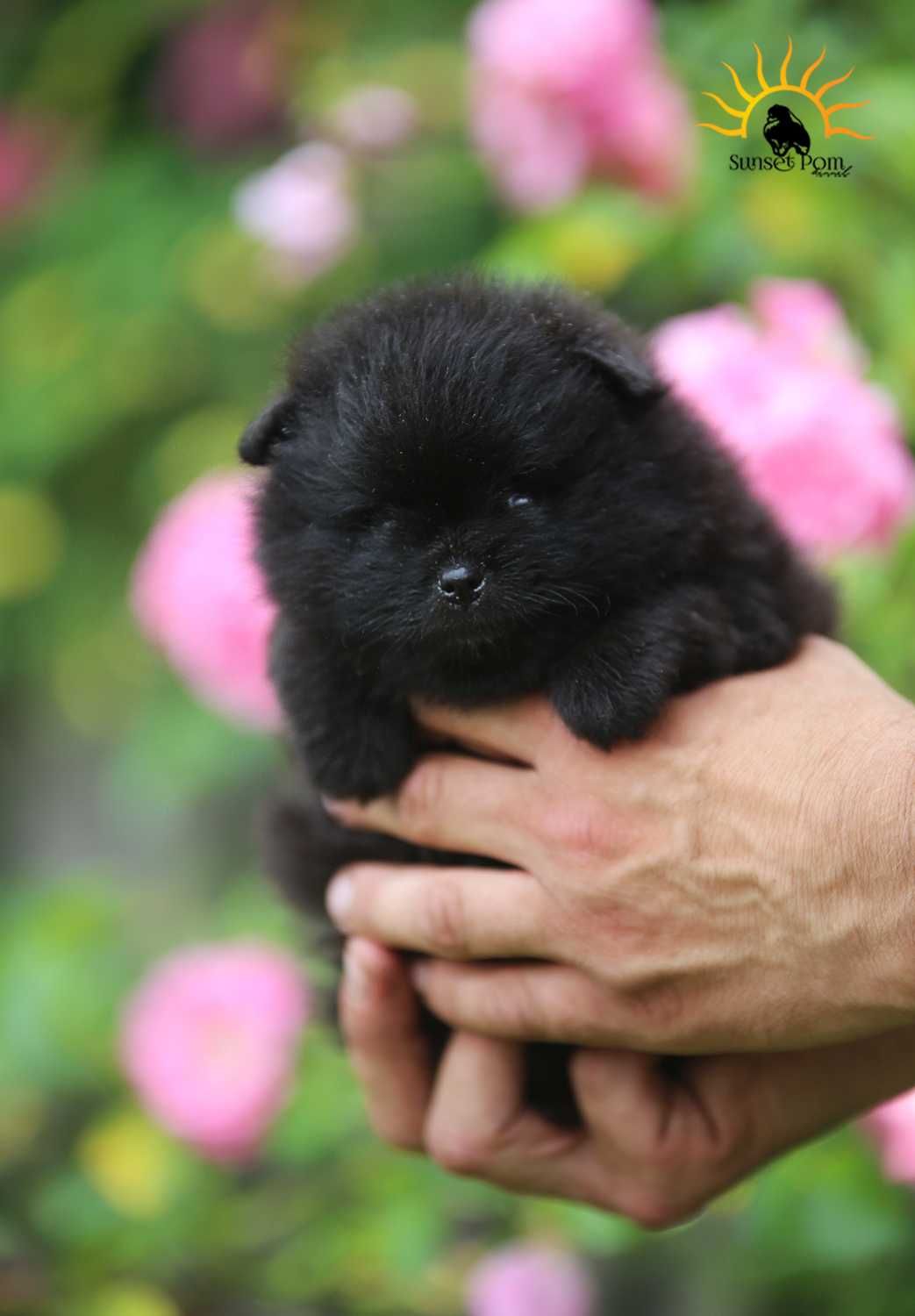 Pomeranian szpic miniaturowy ZKwP/FCI