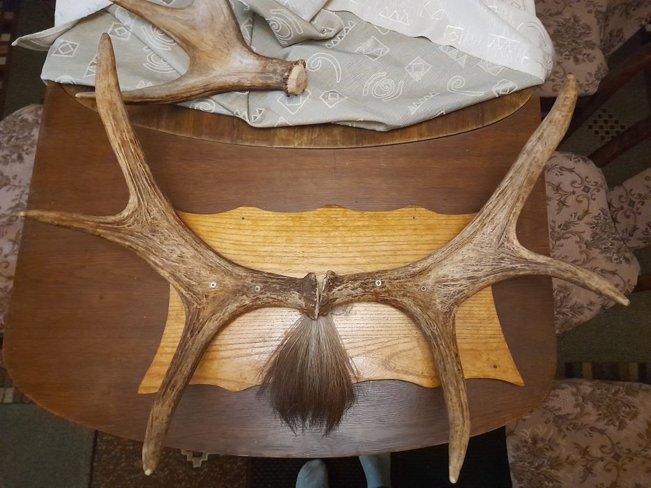 Poroże łosia na desce