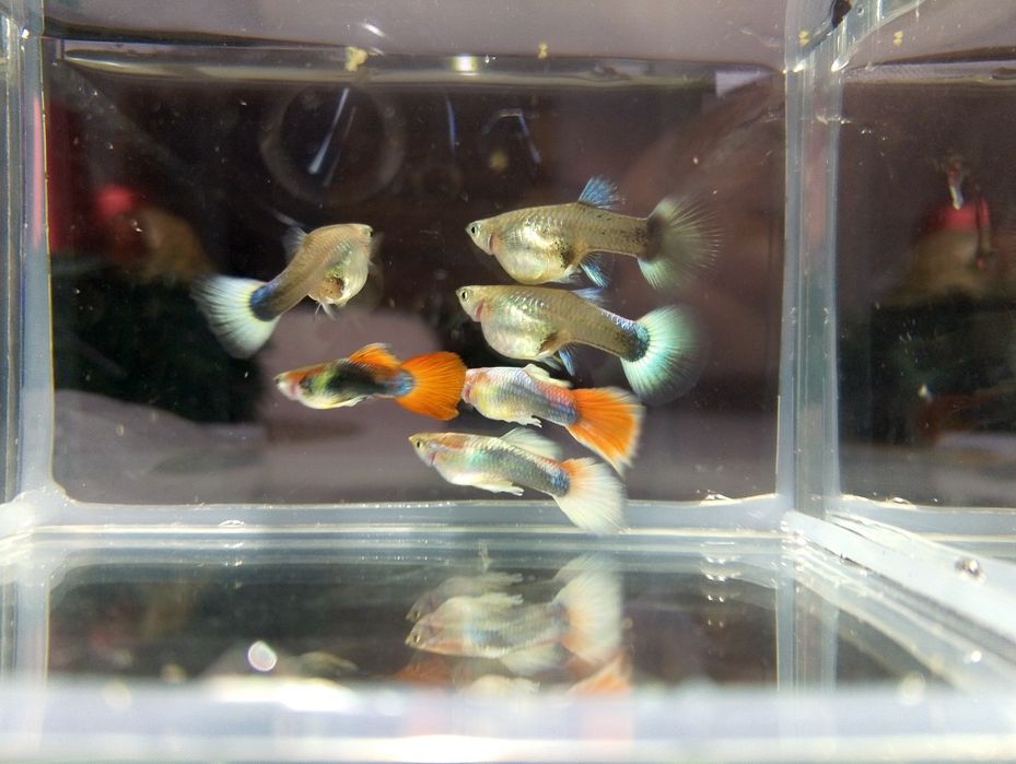 Gupik tuxedo kolorowe gupiki