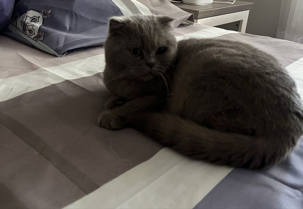 Відам котика терміново