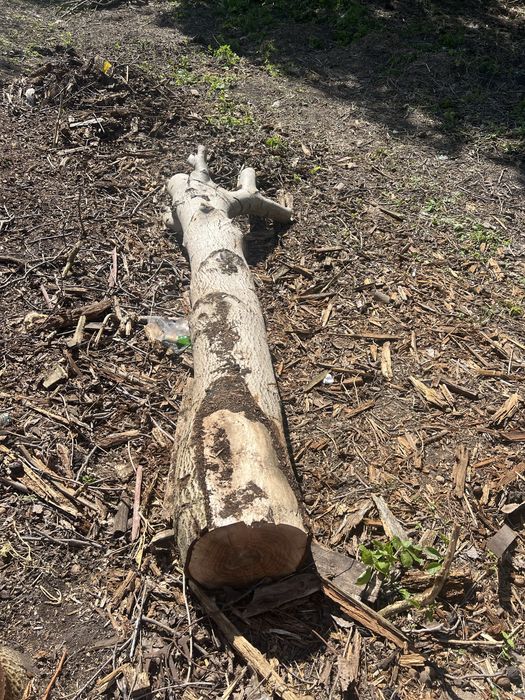 Стовбур кругляк горіх