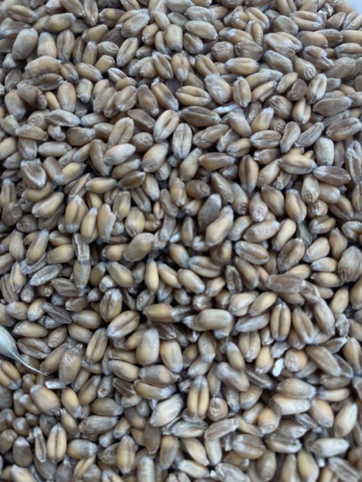 Pszenica ozima zbior 2025