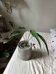 Syngonium lance leaf  kolekcjonerskie