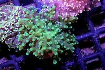 Euphyllia Yaeyamaensis Green FLUOLAMPS WYSYLKI
