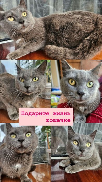 Кошечка А-ля британского окраса бесплатно