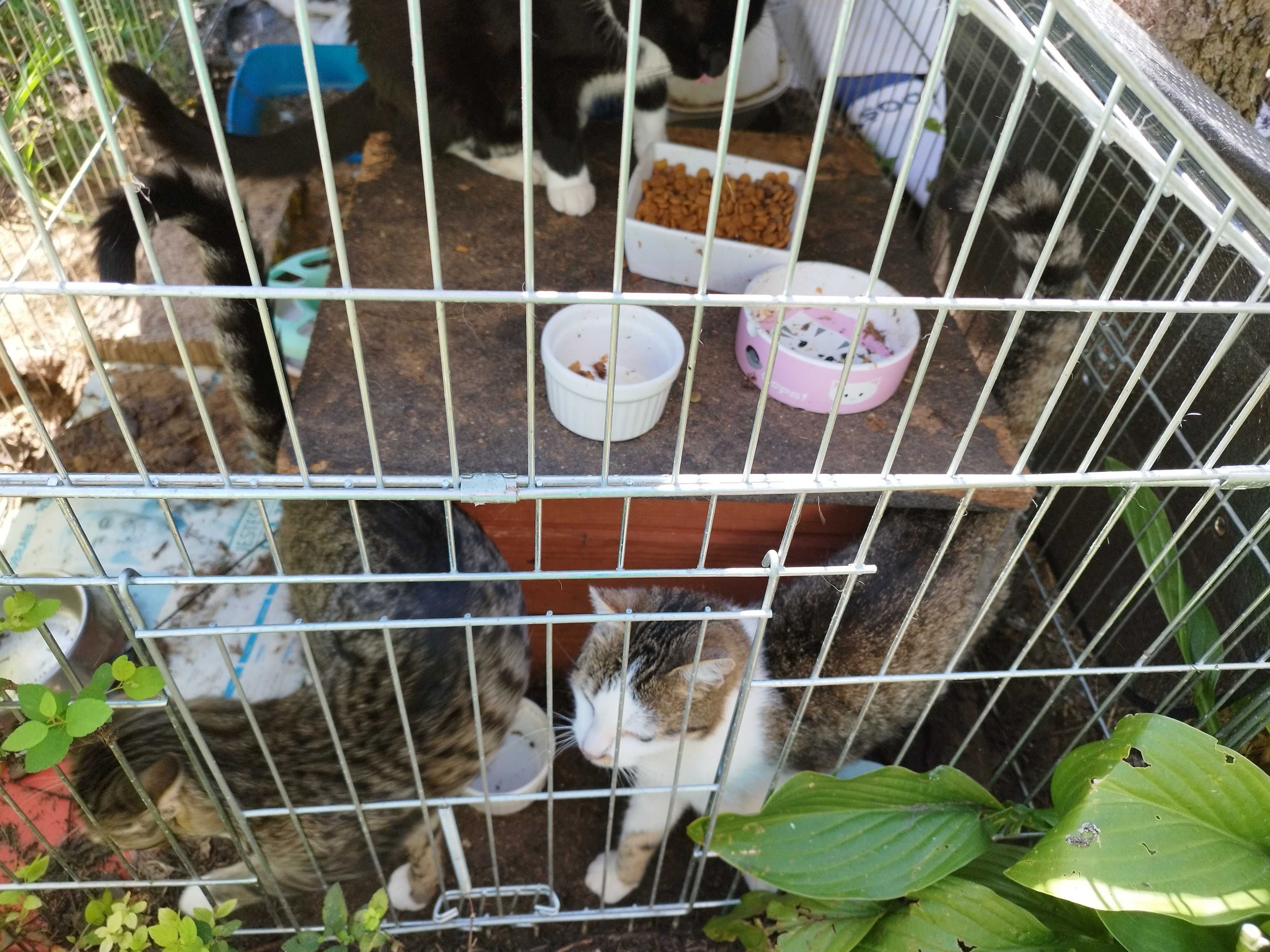 Koty polecają się do adopcji