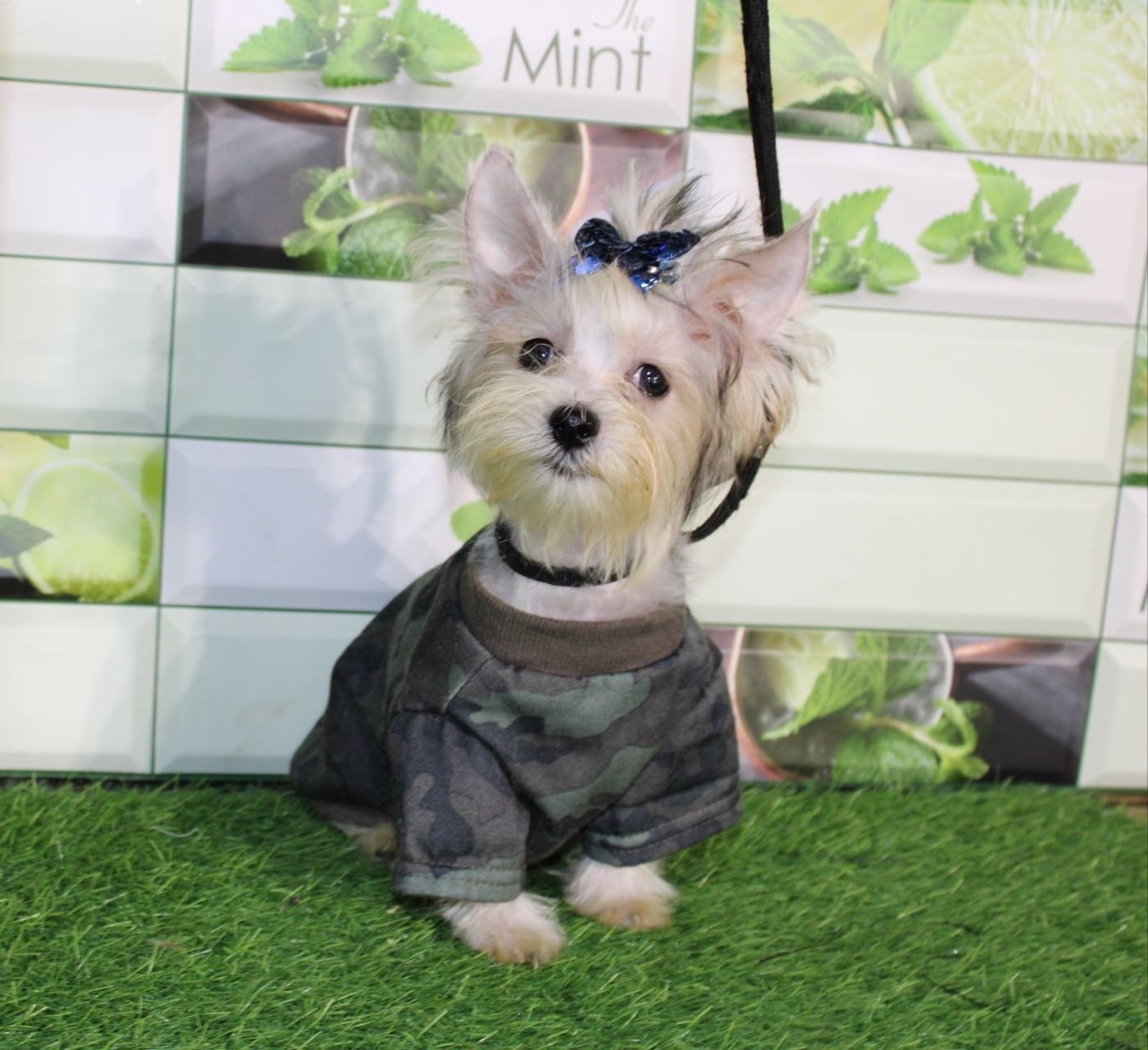 Biewer Yorkshire Terrier miniaturowy piesek
