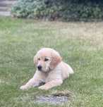 Szczenię golden retriever