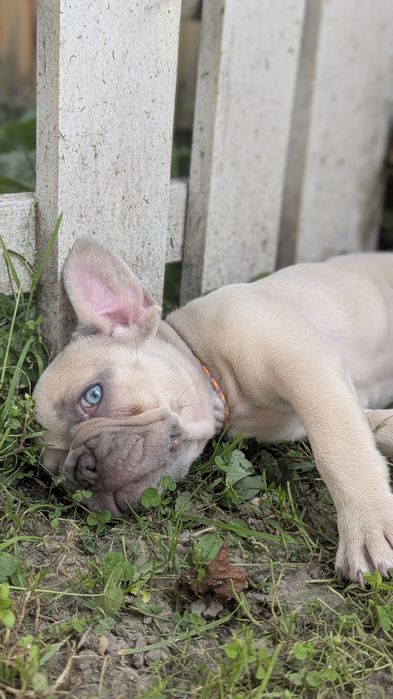 Цуценята французького бульдога сірого та палевого забарвлення