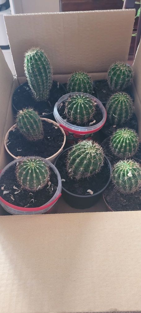 kaktus pięknie kwitnący Echinopsis eyriesii