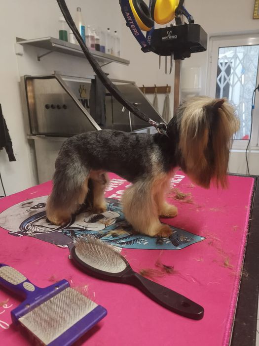 Yorkshire terrier macho mini procura namorada.