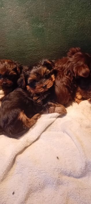 York Shire szczeniaka