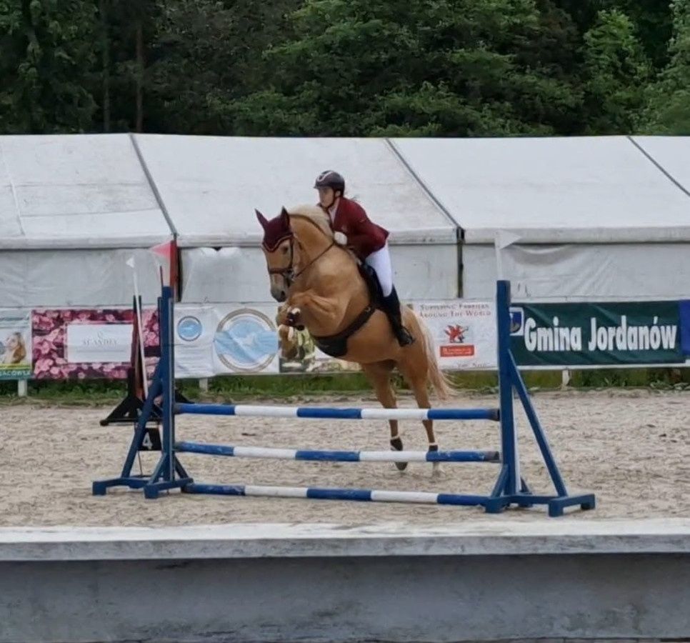 Klacz prosto od hodowcy. Startuje L, palomino