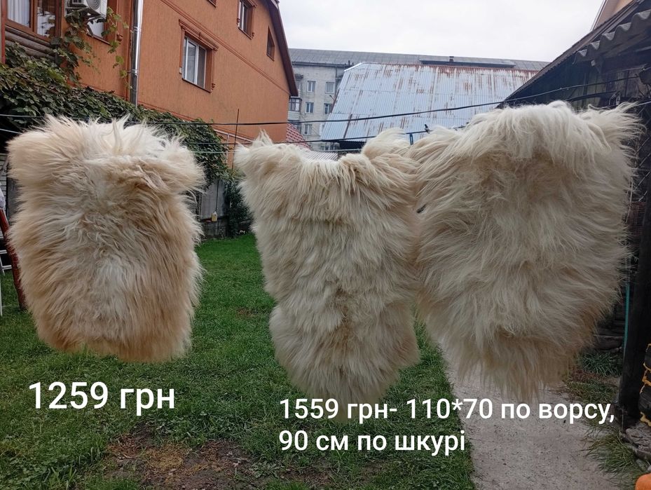 Баран козел круторогий шкури