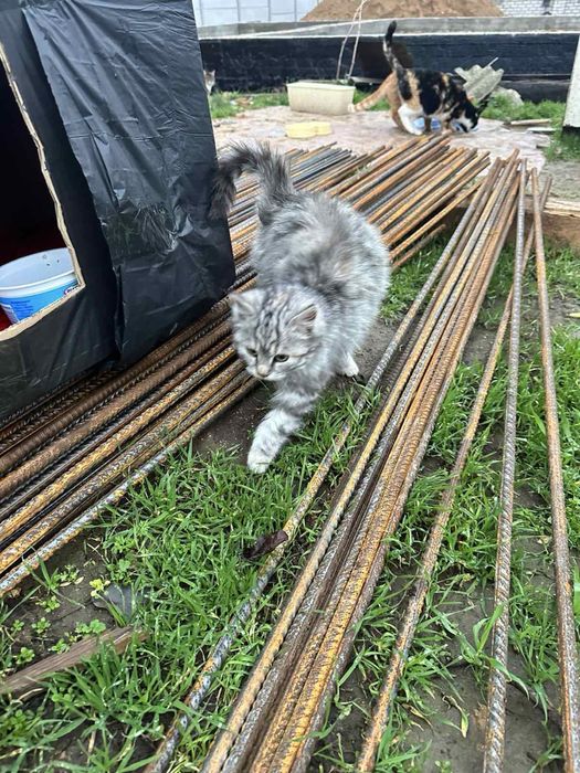 Спасите котенок 3 мес