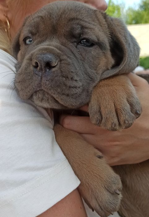 Щенок Кане Корсо .