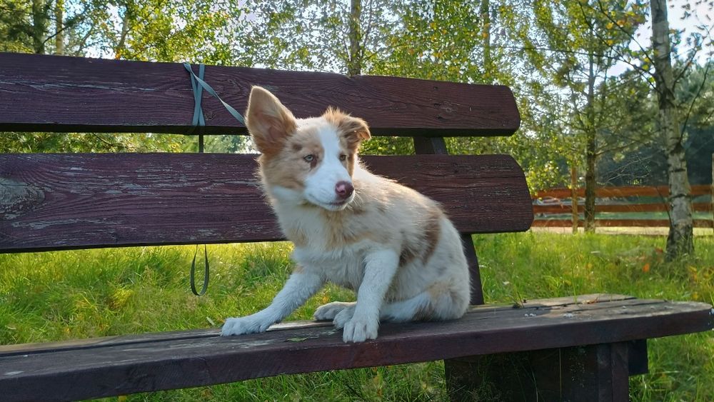 Border Collie suczka red merle tricolor piękne umaszczenie metryka FCI