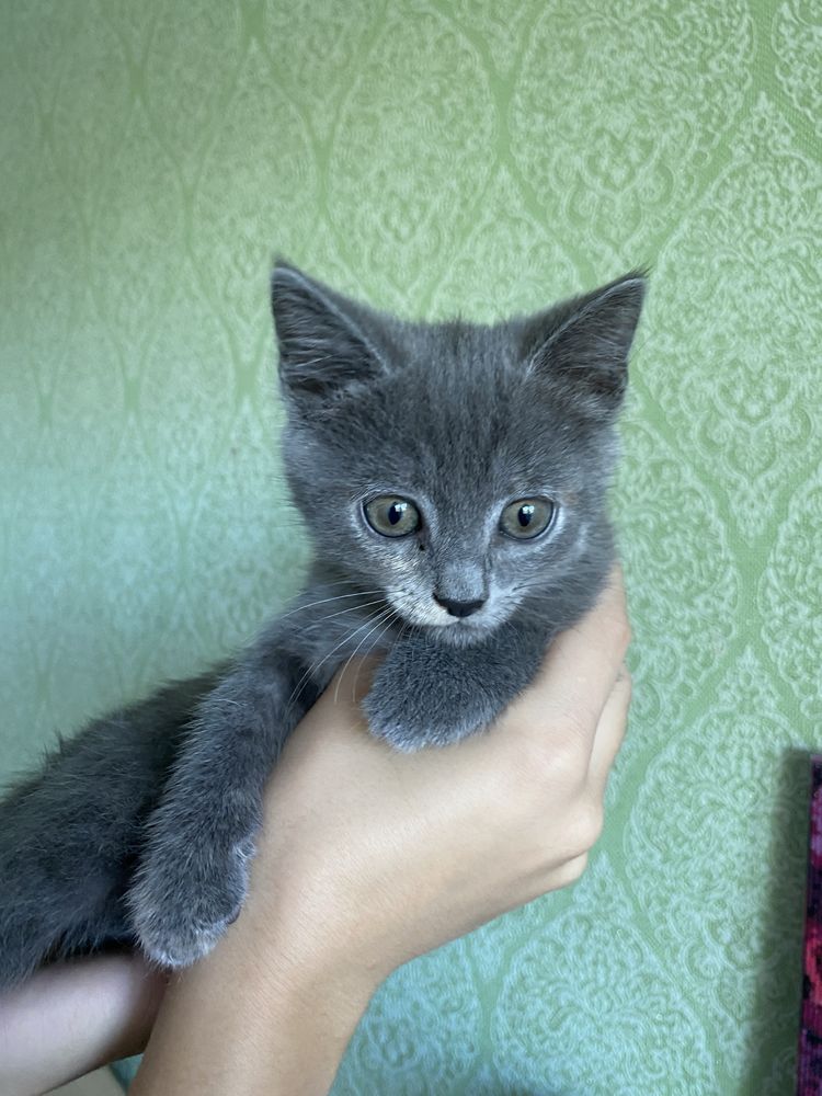 Відам котиків в добрі руки