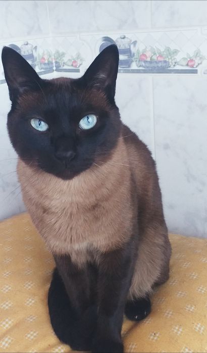 Pet sitting ao domicilio e Dog Walking