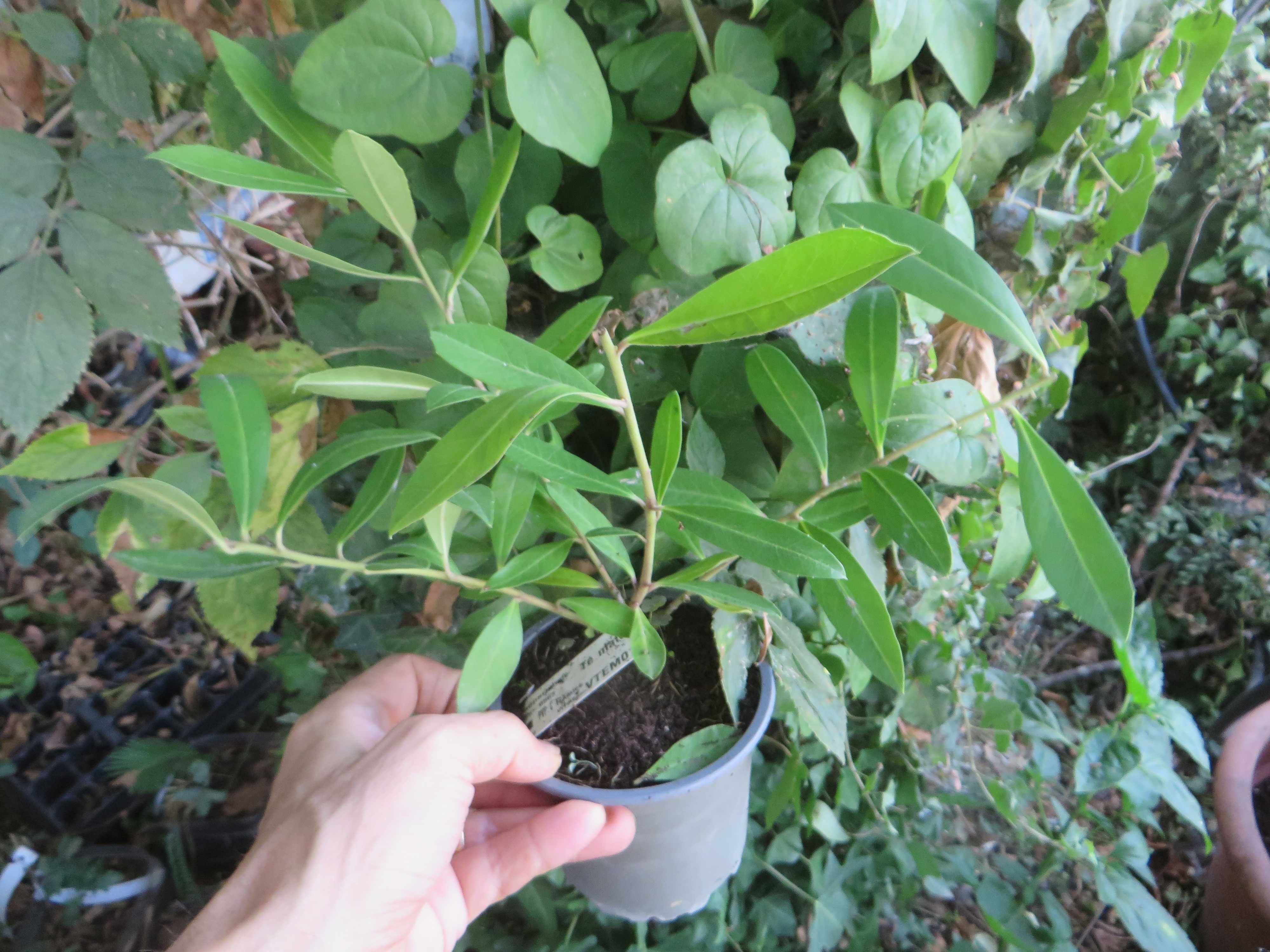 Planta de Chá Mate (Ilex paraguariensis) - muito raro