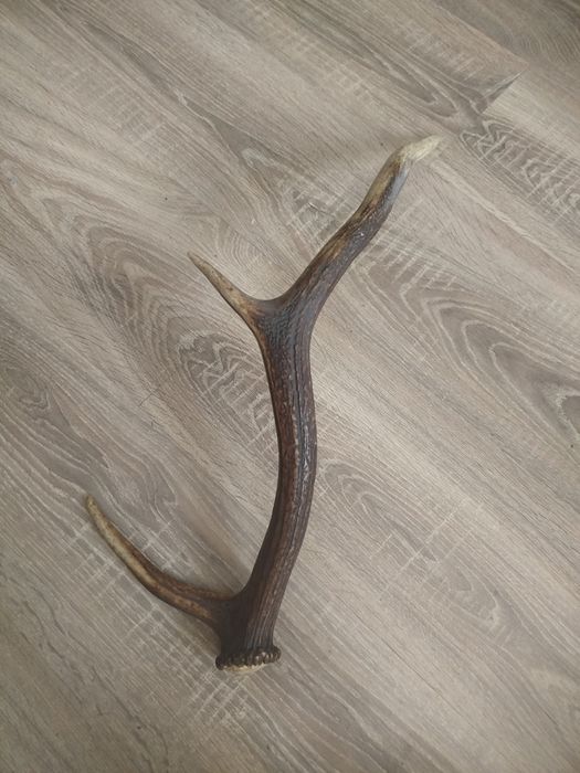 Sprzedam Poroże  jelenia