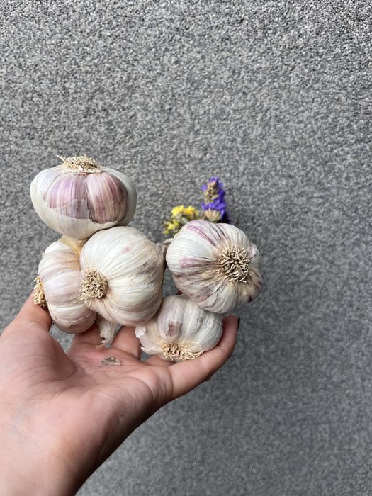 Czosnek z własnej uprawy