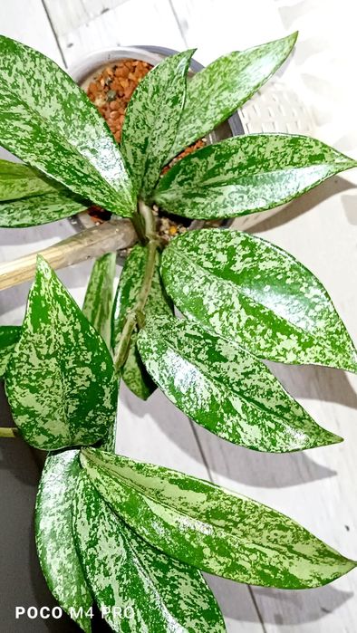 Хойя Френсо бьюти