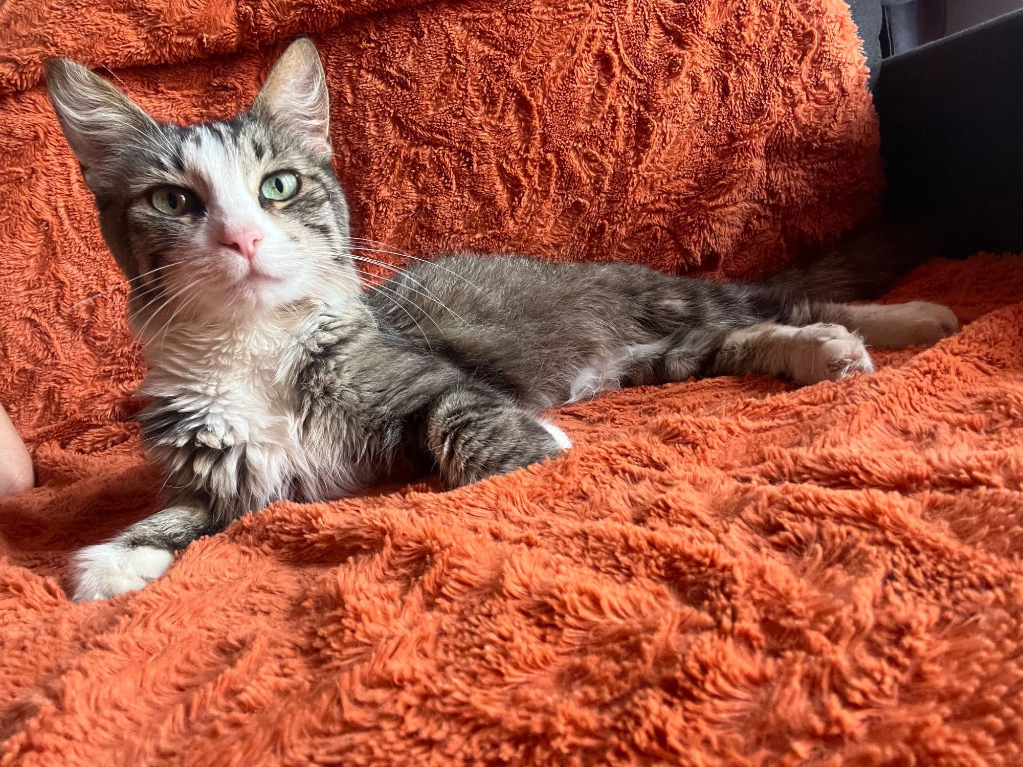 Gatinha de 11 anos