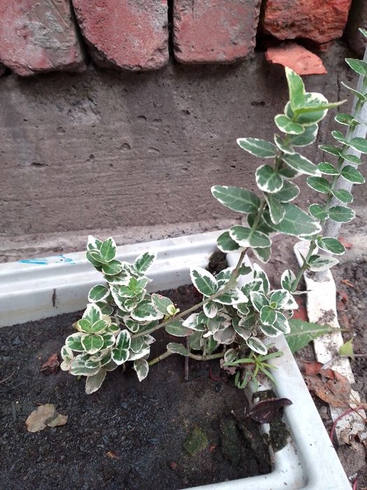 Бересклет форчуна плющ