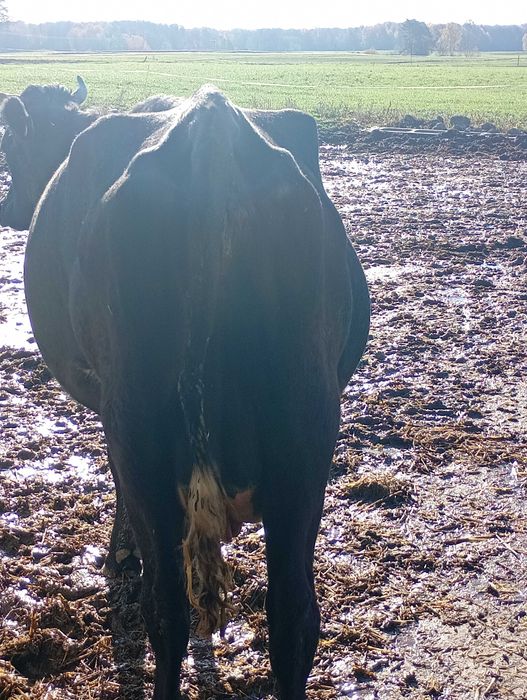 Krowa cielna mlode 2 sztuki