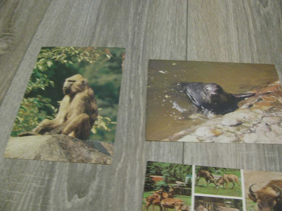 pocztówki z PRL zwierzęta